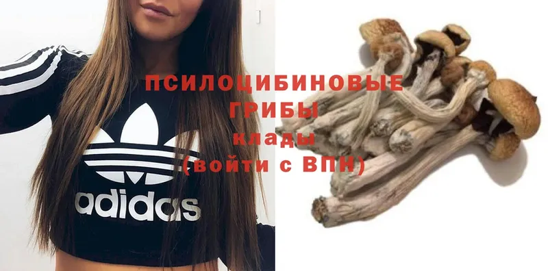 kraken как войти  Верхний Тагил  Галлюциногенные грибы Magic Shrooms 